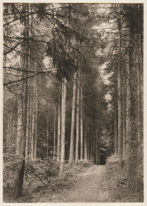 Frederick H. Evans - "Enter These Enchanted Woods," George Meredith, 1894