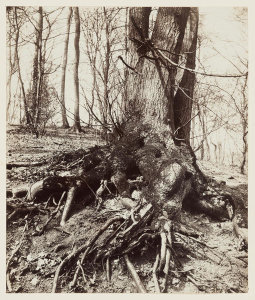 Eugène Atget - St. Cloud, 1910-1914