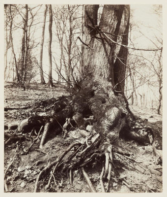 Eugène Atget - St. Cloud, 1910-1914